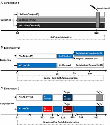 Varenicline Targets the Reinforcing-Enhancing Effect of Nicotine on Its Associated Salient Cue During Nicotine Self-administration in the Rat